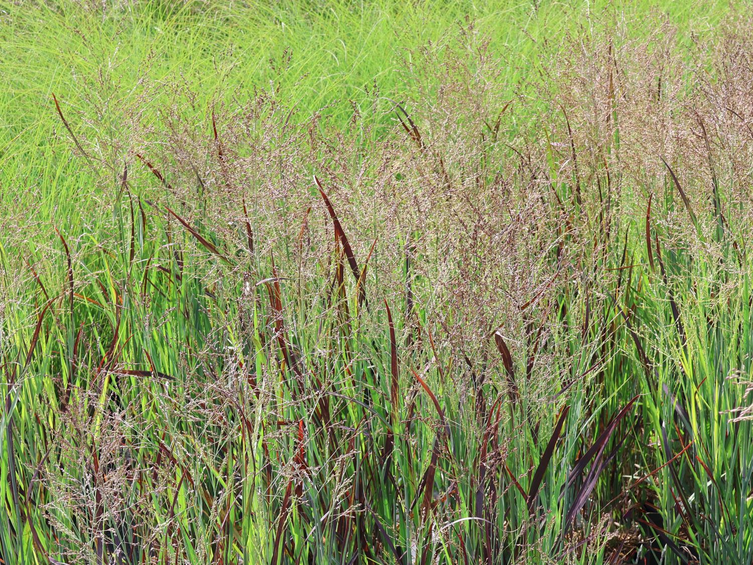 Rutenhirse 'Purple Breeze' - Panicum virgatum 'Purple Breeze'