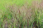 Rutenhirse 'Purple Breeze' - Panicum virgatum 'Purple Breeze'