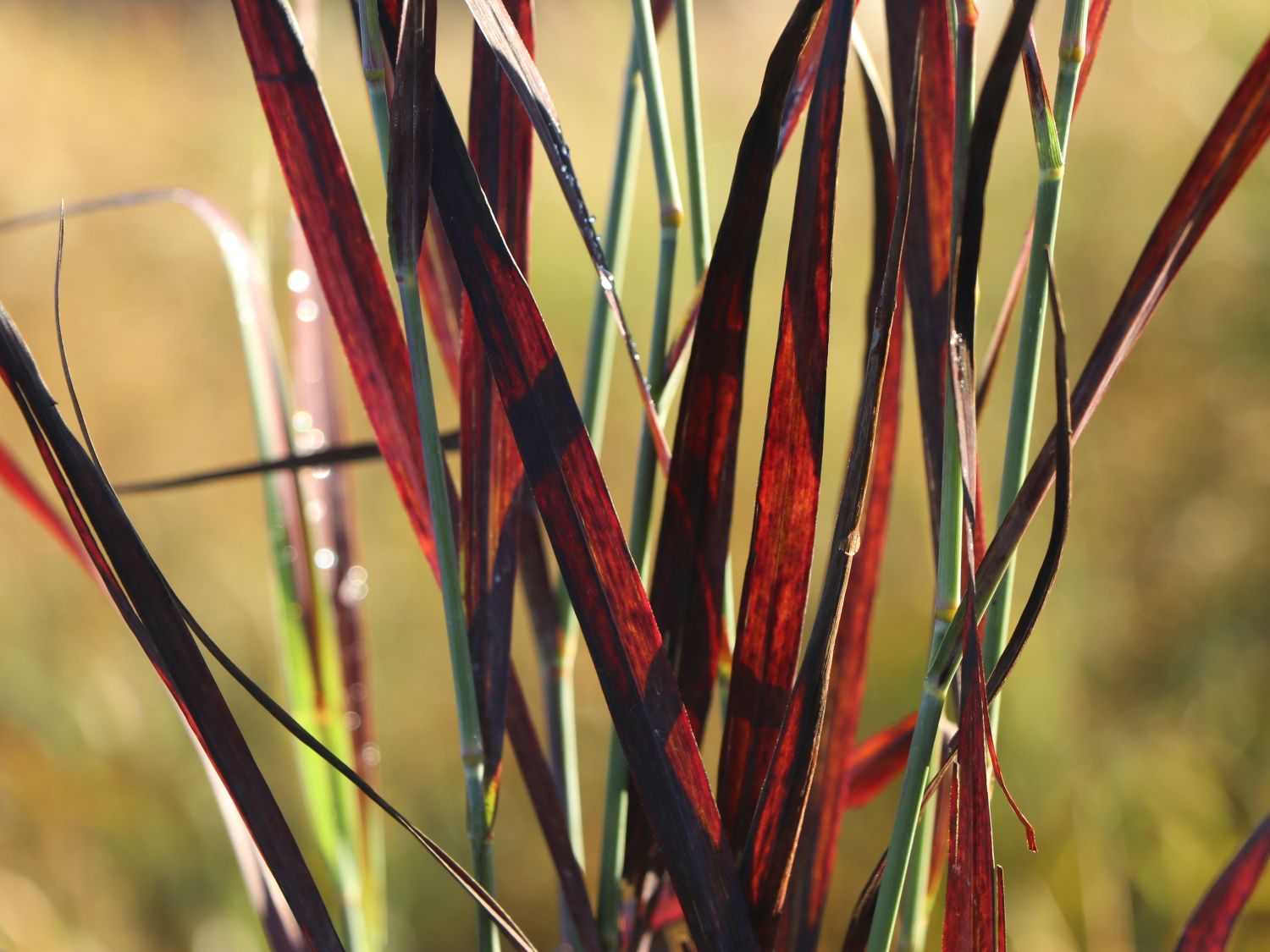 Rutenhirse 'Purple Breeze' - Panicum virgatum 'Purple Breeze'
