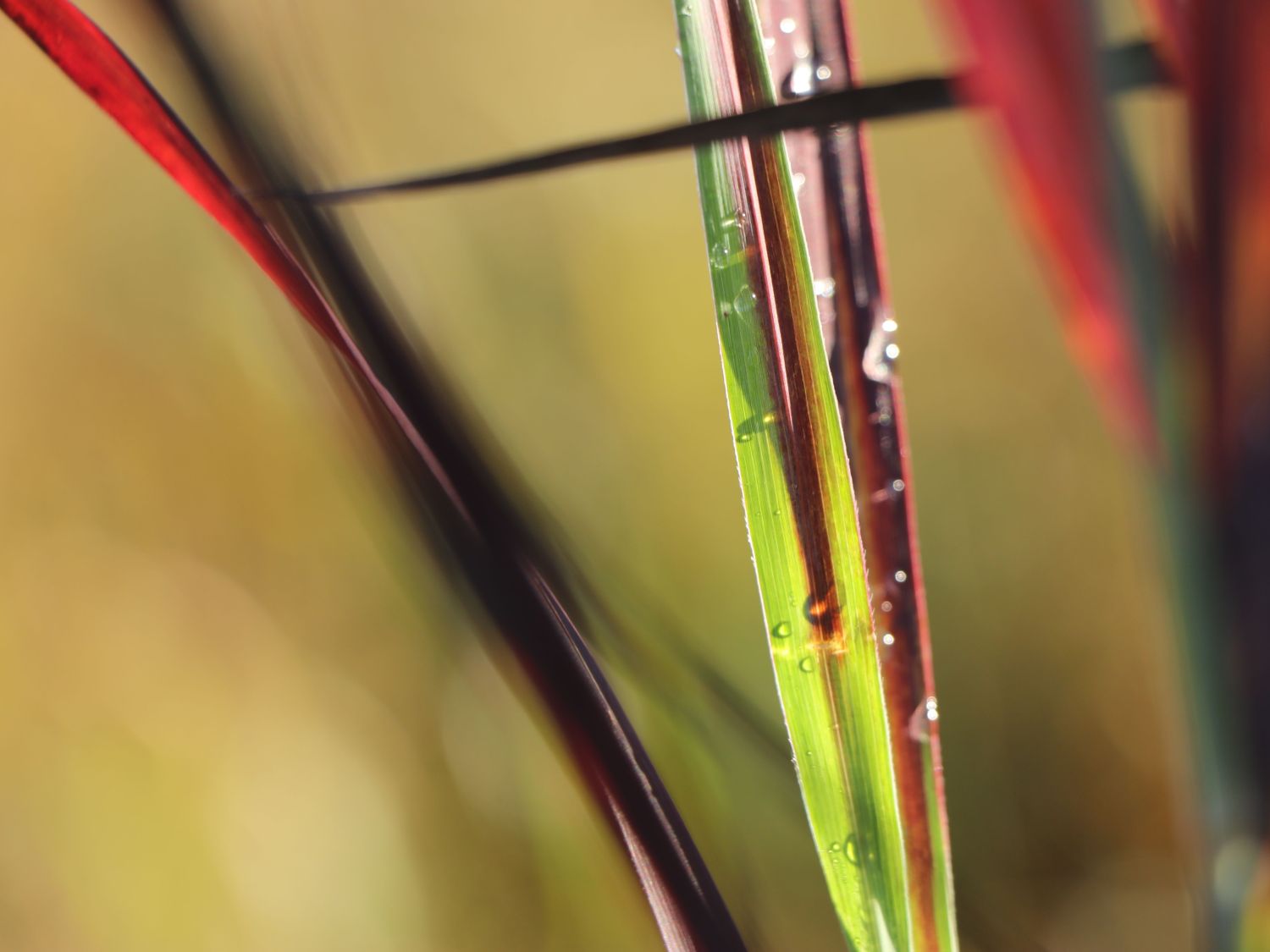 Rutenhirse 'Purple Breeze' - Panicum virgatum 'Purple Breeze'