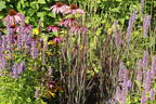 Rutenhirse 'Purple Breeze' - Panicum virgatum 'Purple Breeze'