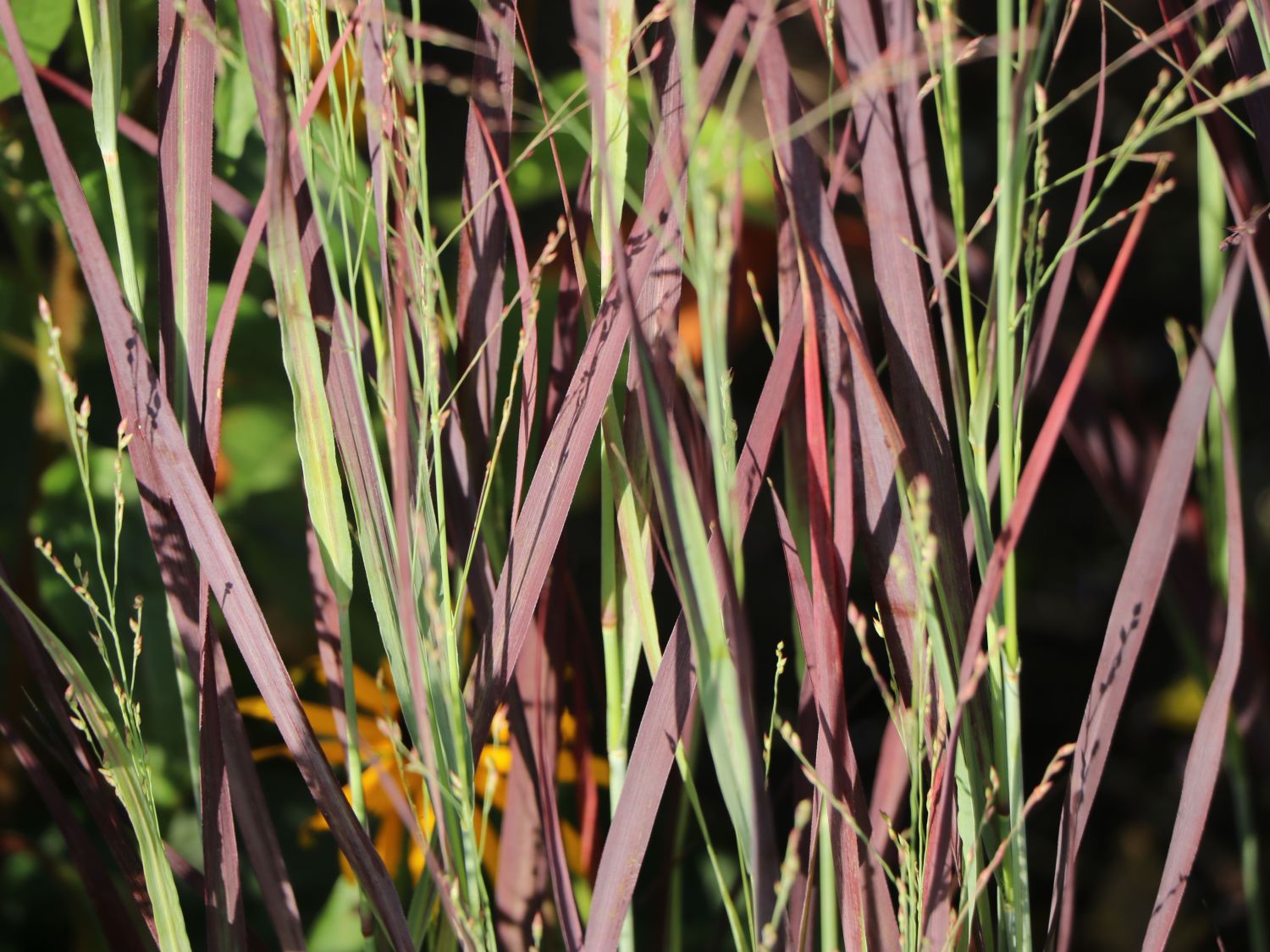 Rutenhirse 'Purple Breeze' - Panicum virgatum 'Purple Breeze'
