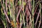 Rutenhirse 'Purple Breeze' - Panicum virgatum 'Purple Breeze'