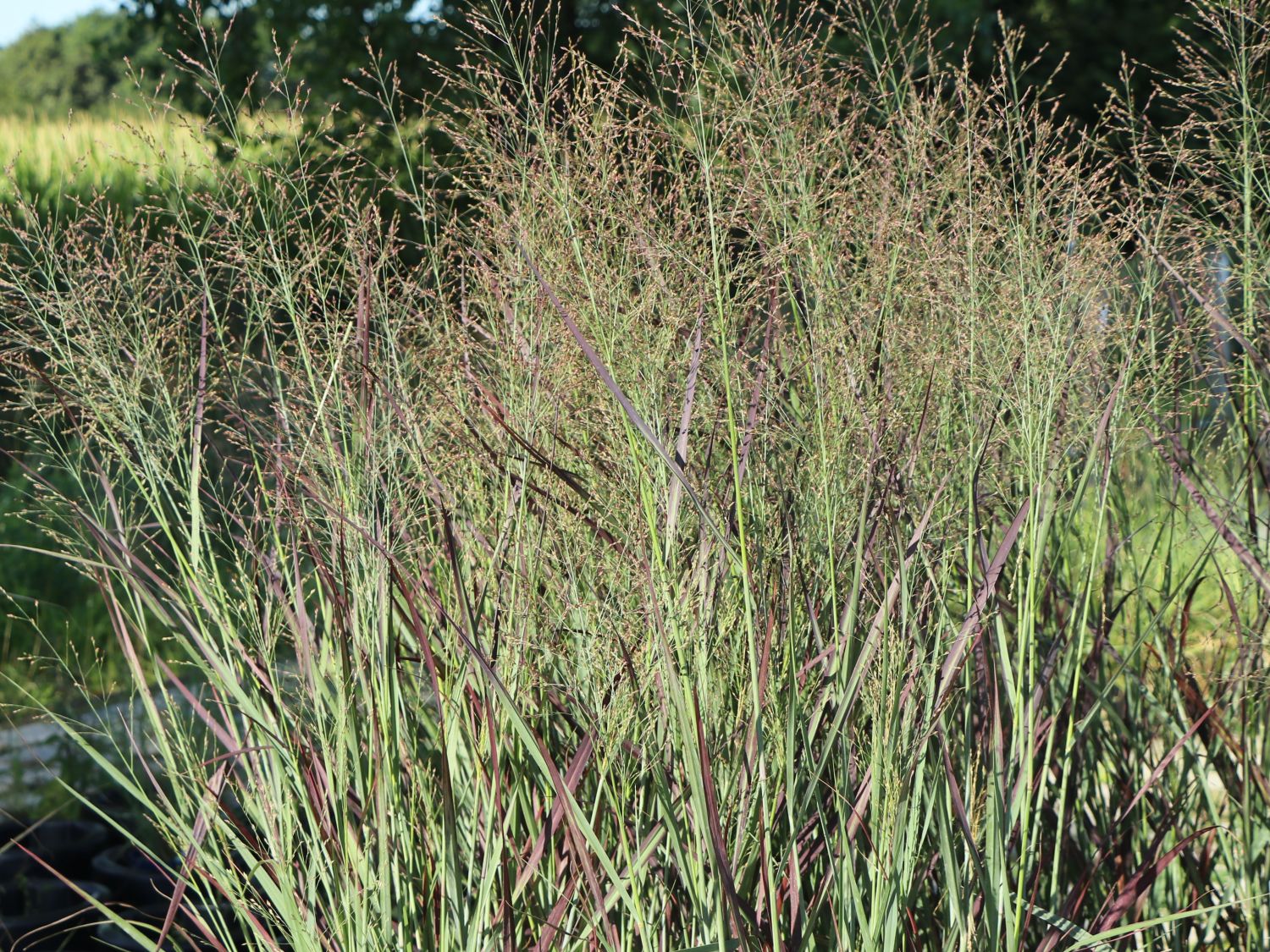 Rutenhirse 'Purple Breeze' - Panicum virgatum 'Purple Breeze'