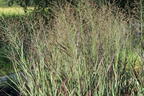 Rutenhirse 'Purple Breeze' - Panicum virgatum 'Purple Breeze'