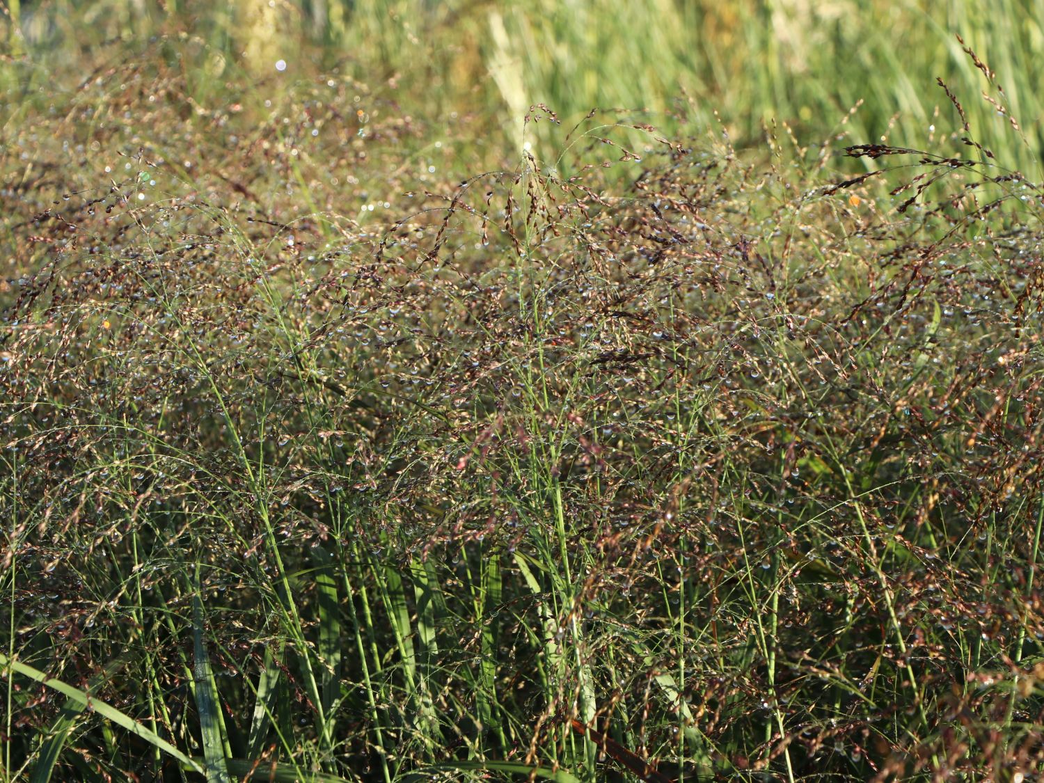 Rutenhirse 'Squaw' - Panicum virgatum 'Squaw'