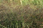 Rutenhirse 'Squaw' - Panicum virgatum 'Squaw'