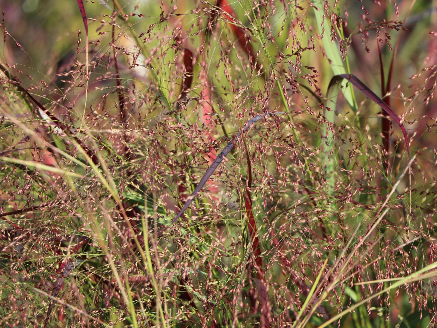 Rutenhirse 'Squaw' - Panicum virgatum 'Squaw'