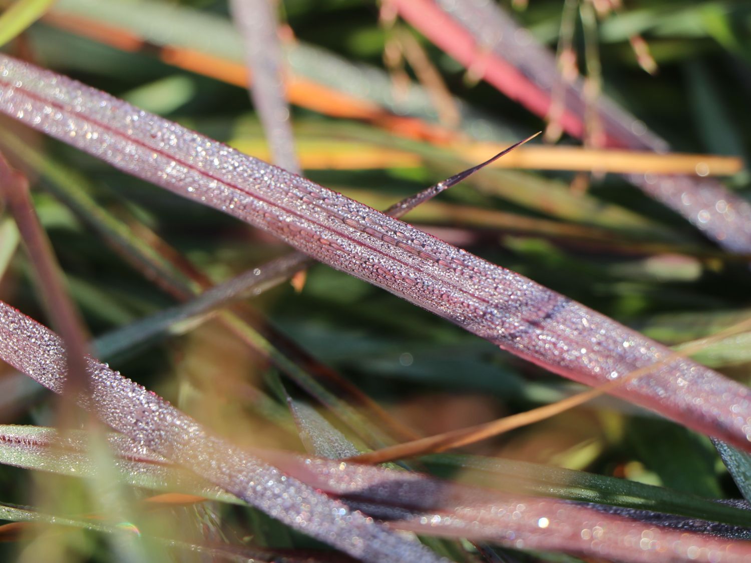 Rutenhirse 'Squaw' - Panicum virgatum 'Squaw'
