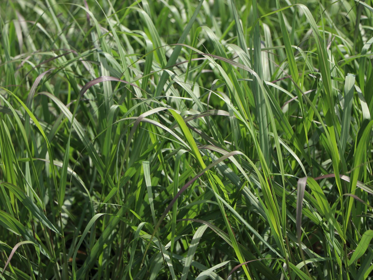 Rutenhirse 'Squaw' - Panicum virgatum 'Squaw'