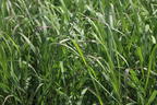 Rutenhirse 'Squaw' - Panicum virgatum 'Squaw'