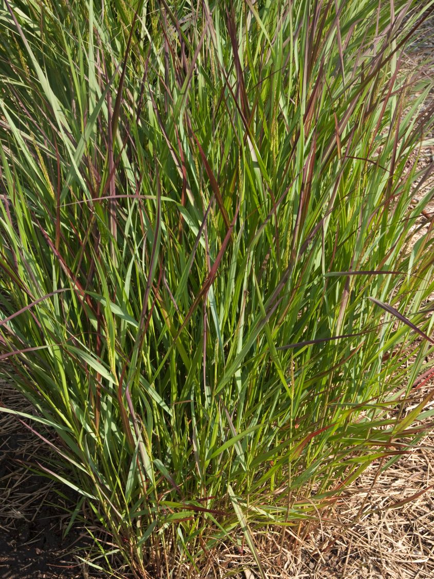 Rutenhirse 'Squaw' - Panicum virgatum 'Squaw'