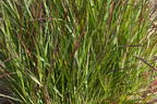 Rutenhirse 'Squaw' - Panicum virgatum 'Squaw'