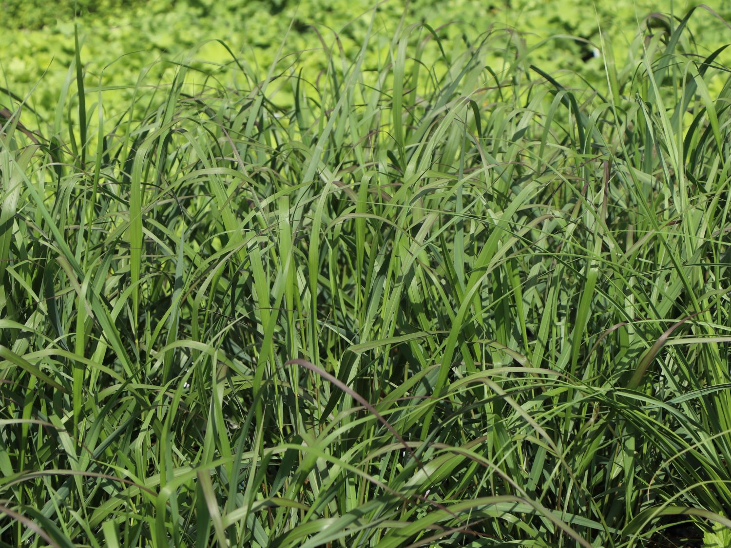 Rutenhirse 'Squaw' - Panicum virgatum 'Squaw'