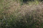Rutenhirse 'Squaw' - Panicum virgatum 'Squaw'