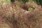 Rutenhirse 'Squaw' - Panicum virgatum 'Squaw'