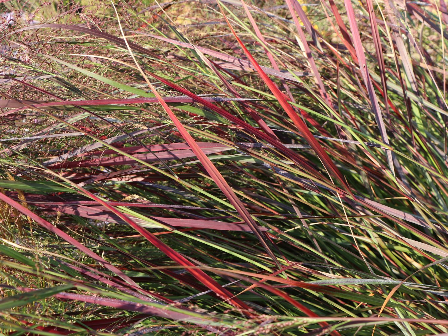 Rutenhirse 'Squaw' - Panicum virgatum 'Squaw'