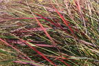 Rutenhirse 'Squaw' - Panicum virgatum 'Squaw'