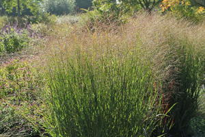 Rutenhirse 'Warrior'