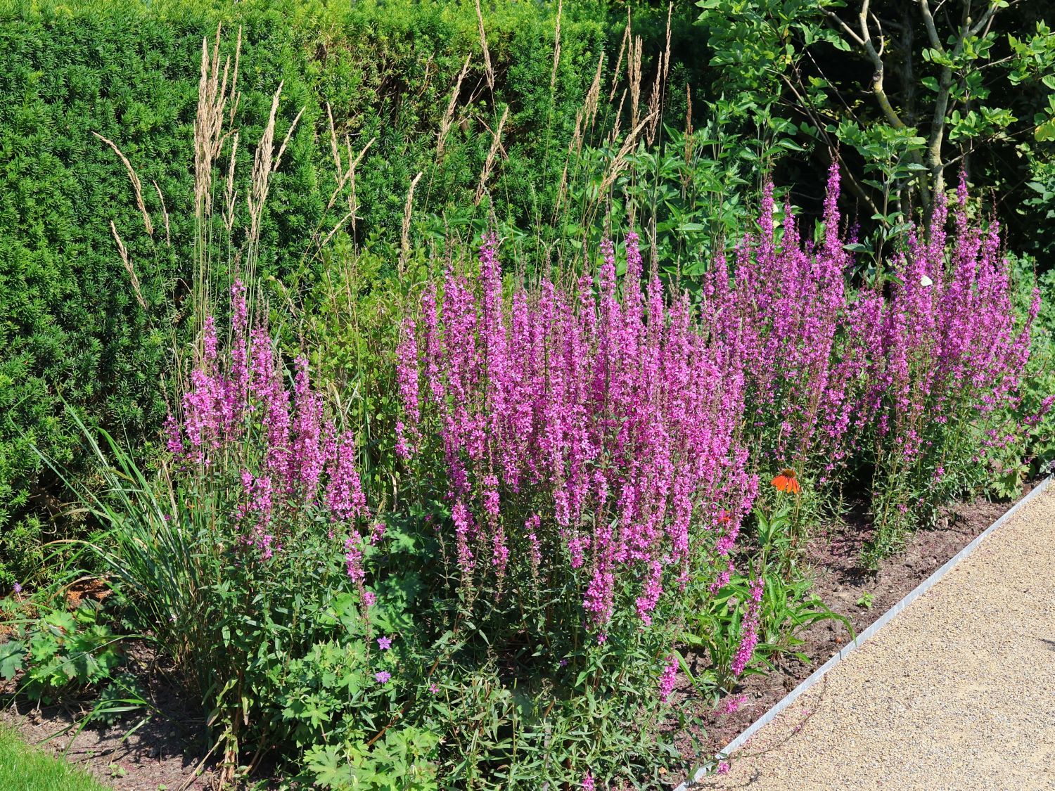 Ruten-Weiderich 'Rose Queen'