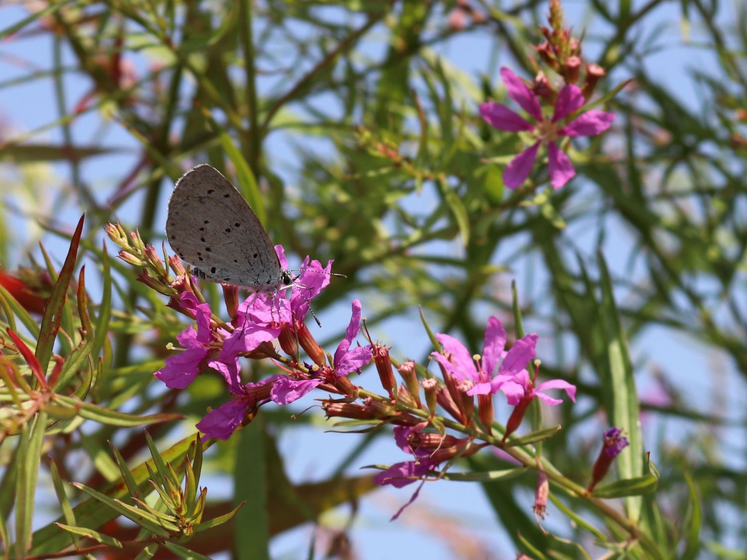 Ruten-Weiderich 'Swirl'