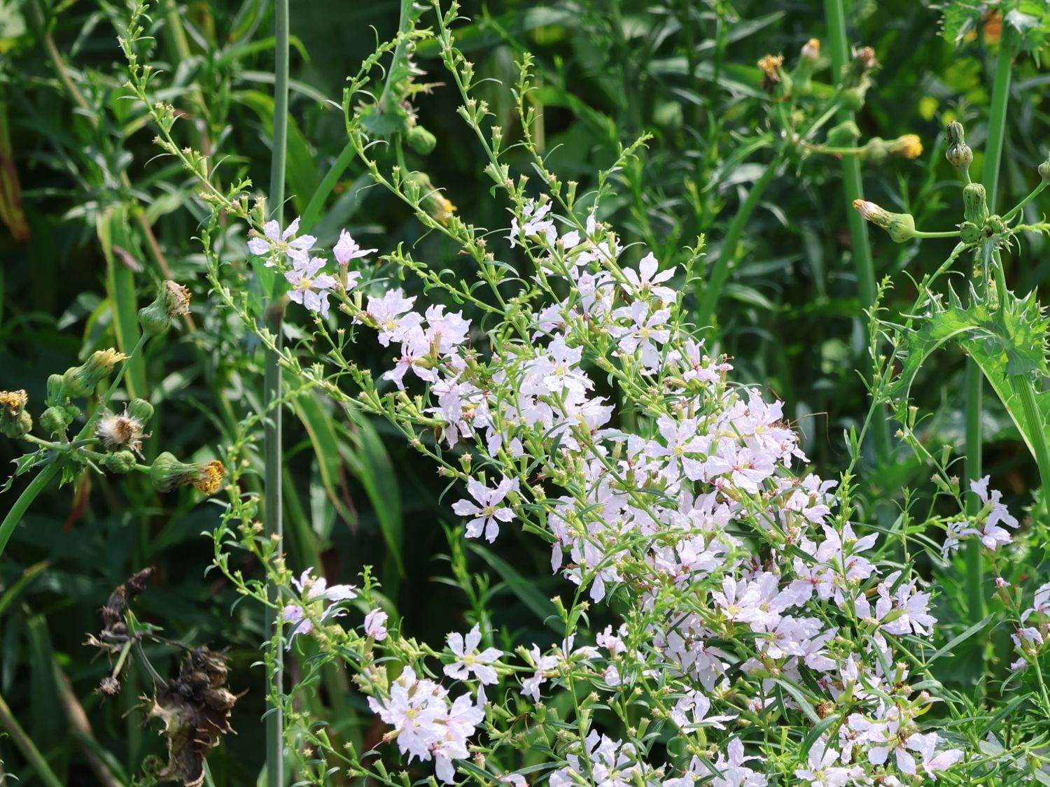 Ruten-Weiderich 'White Swirl'