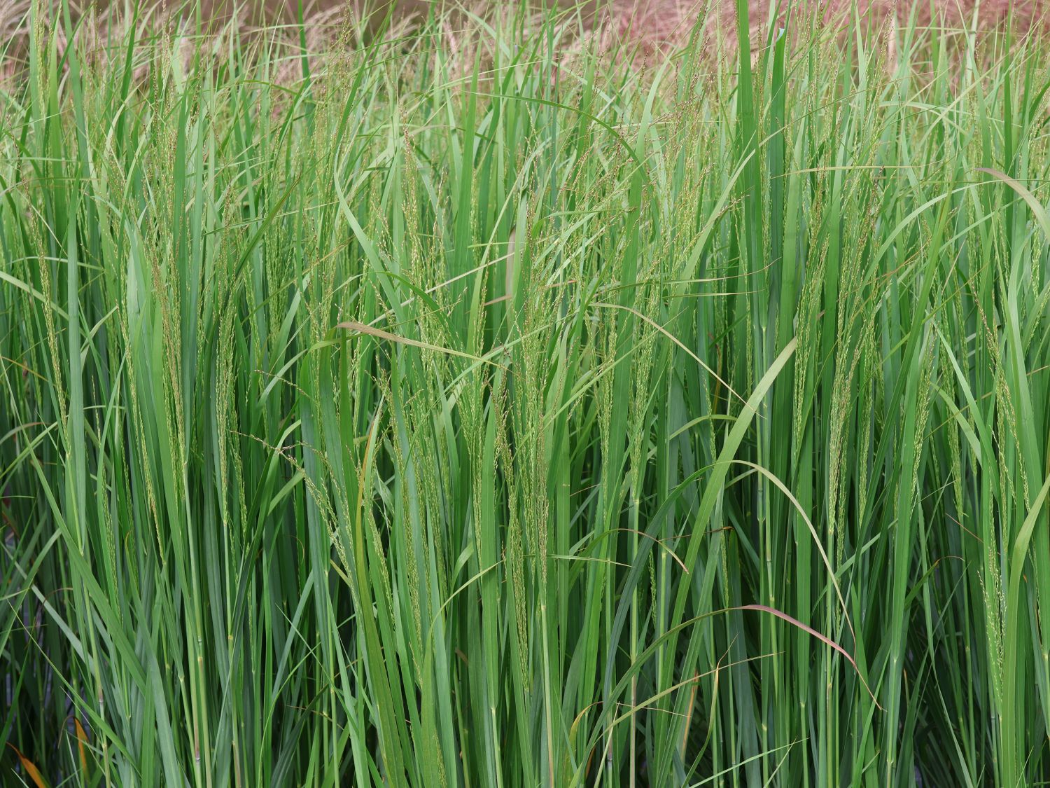 Rutenhirse 'Blue Fountain'