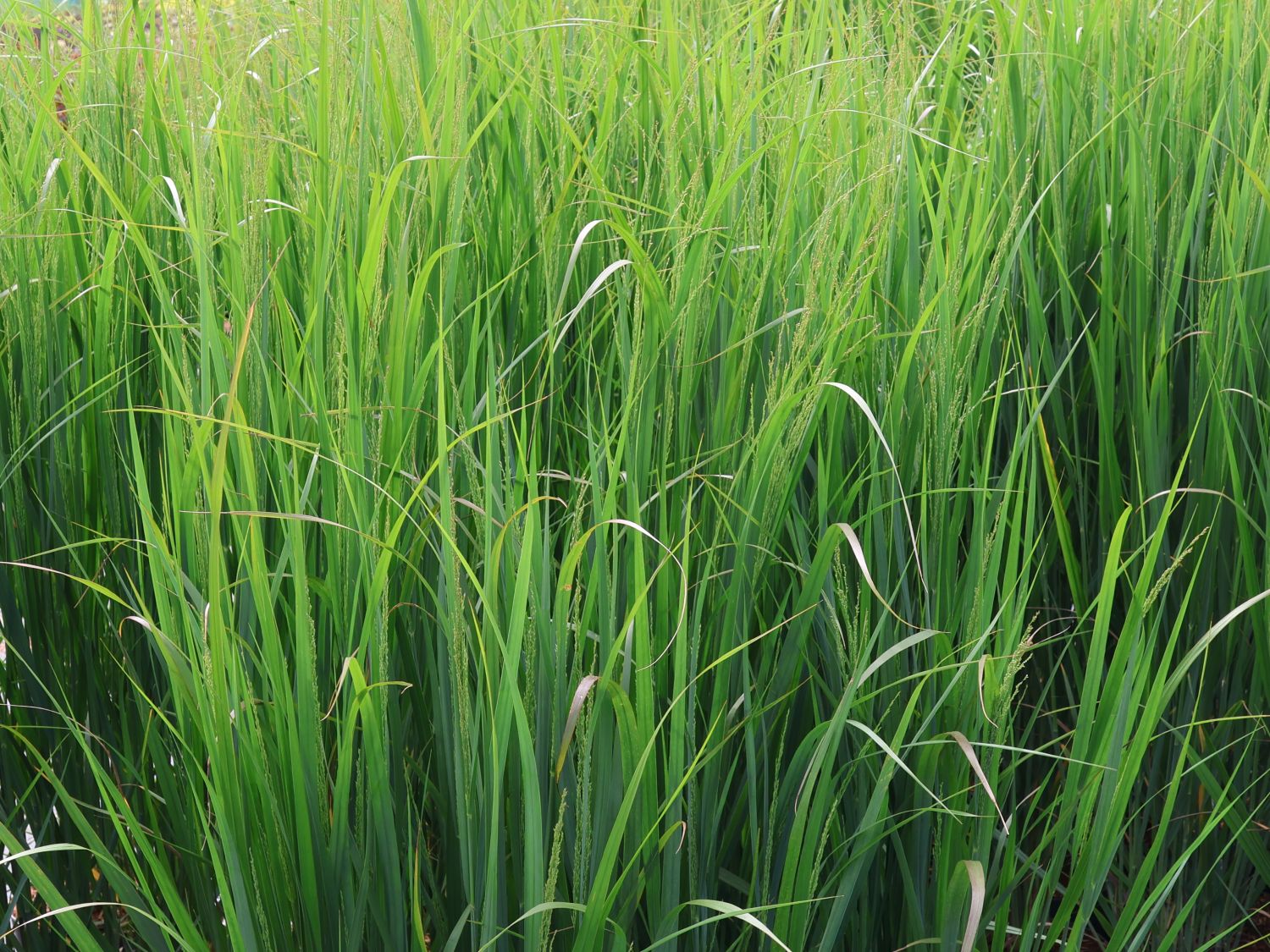 Rutenhirse 'Blue Fountain' - Panicum virgatum 'Blue Fountain'