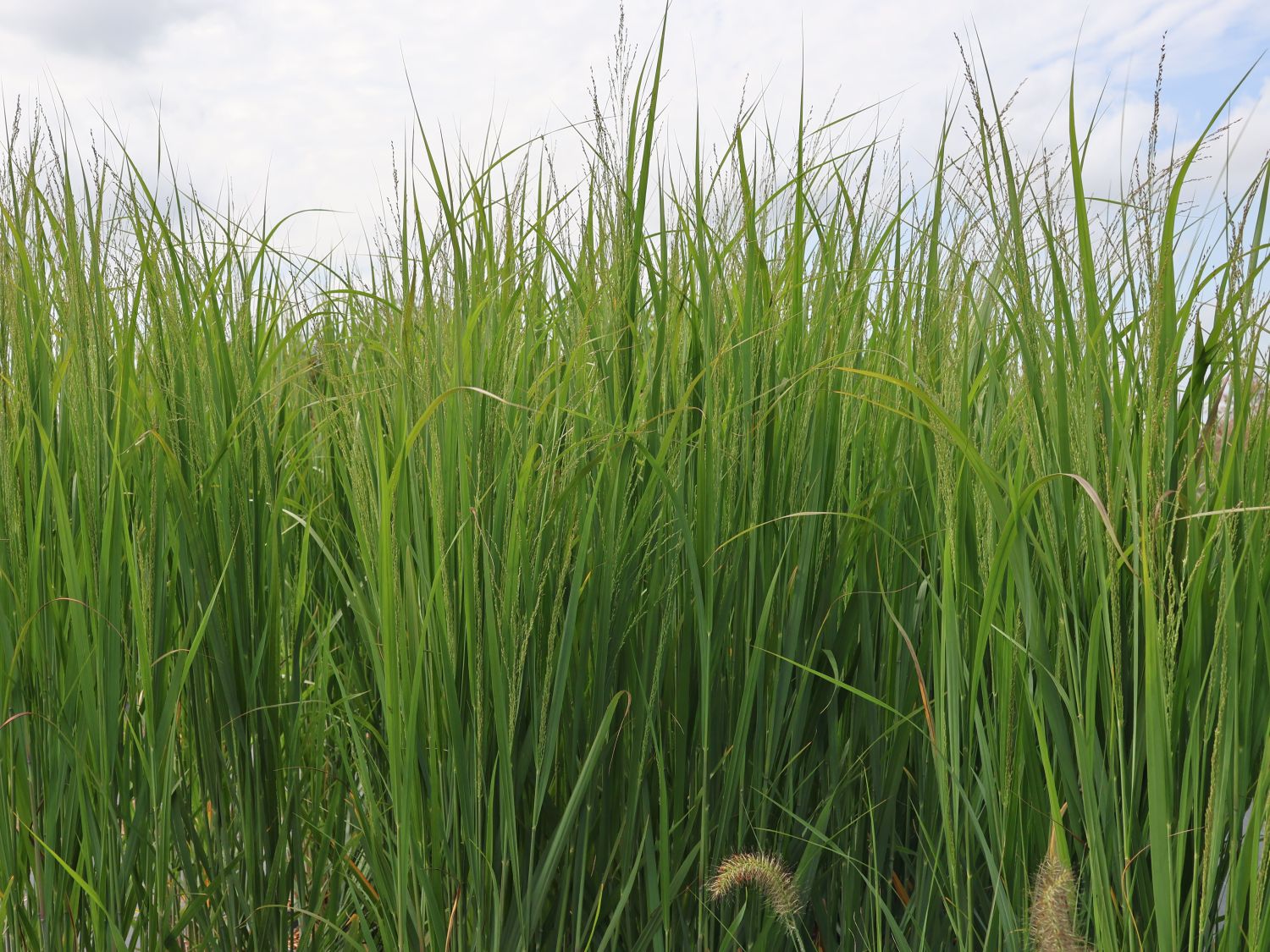 Rutenhirse 'Blue Fountain' - Panicum virgatum 'Blue Fountain'