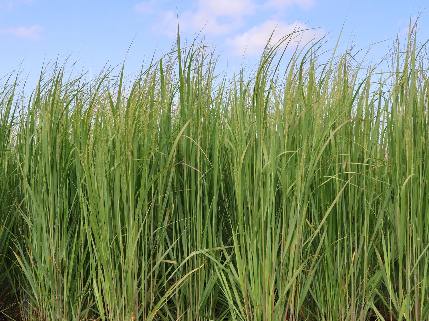 Rutenhirse 'Blue Fountain' - Panicum virgatum 'Blue Fountain'