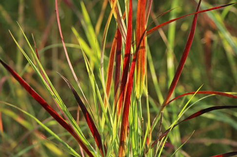 Rutenhirse 'Külsenmoor' - Panicum virgatum 'Külsenmoor'