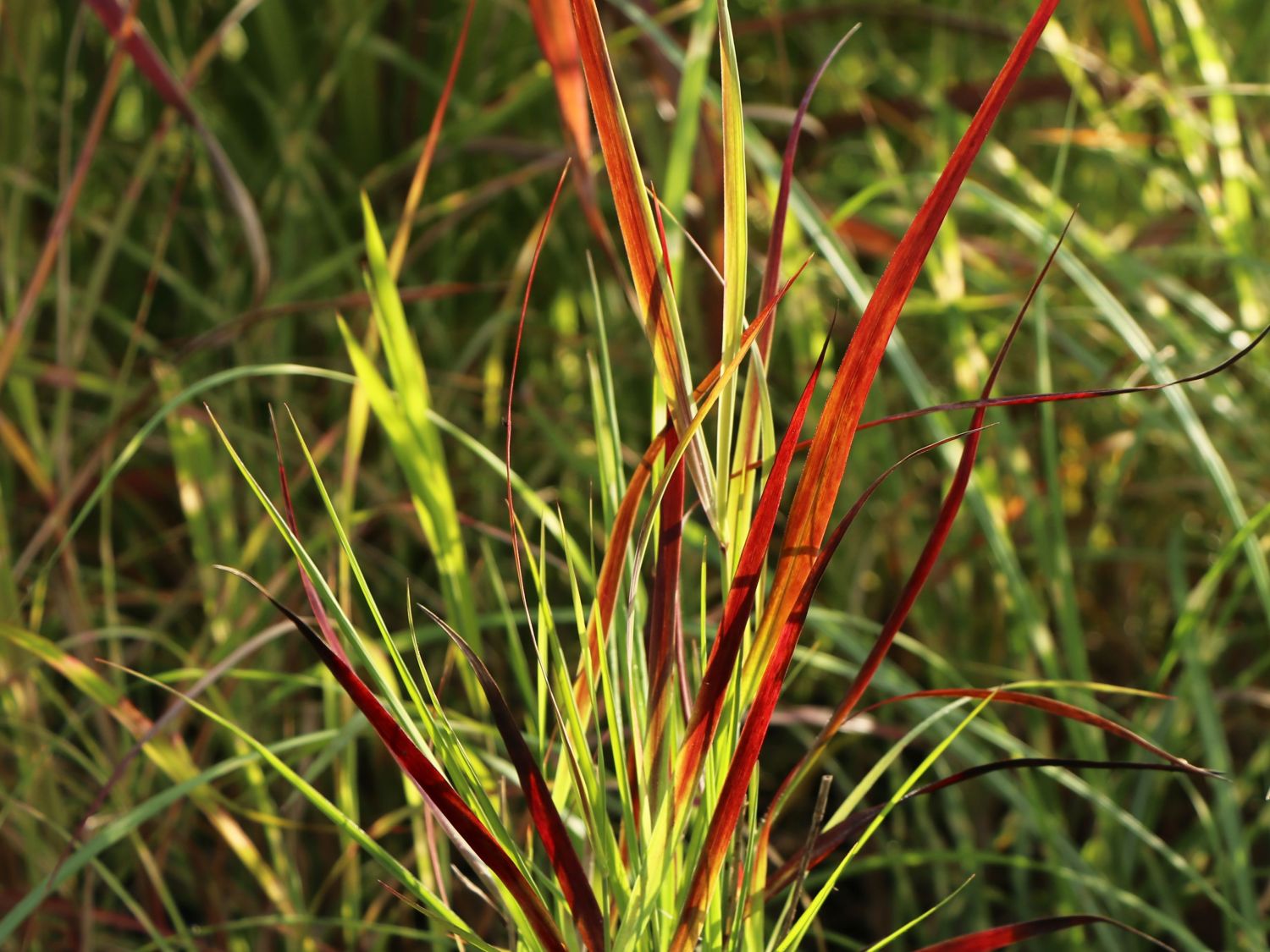 Rutenhirse 'Külsenmoor' - Panicum virgatum 'Külsenmoor'