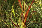 Rutenhirse 'Külsenmoor' - Panicum virgatum 'Külsenmoor'