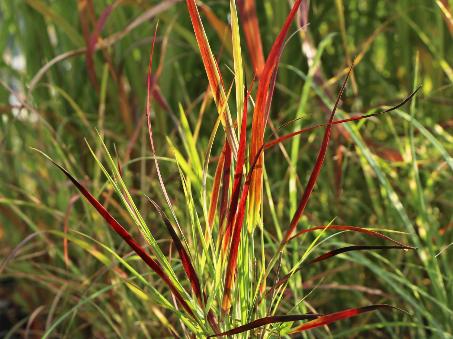 Rutenhirse 'Külsenmoor' - Panicum virgatum 'Külsenmoor'