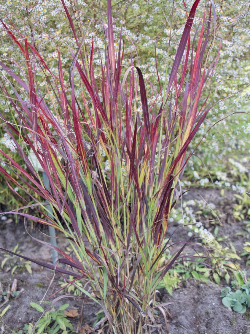 Rutenhirse 'Külsenmoor' - Panicum virgatum 'Külsenmoor'