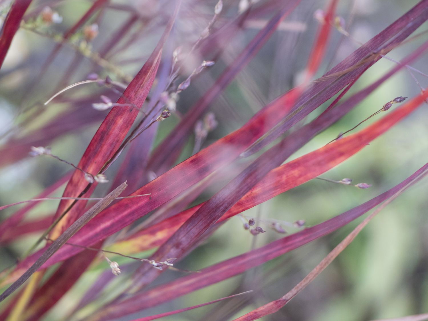 Rutenhirse 'Külsenmoor' - Panicum virgatum 'Külsenmoor'