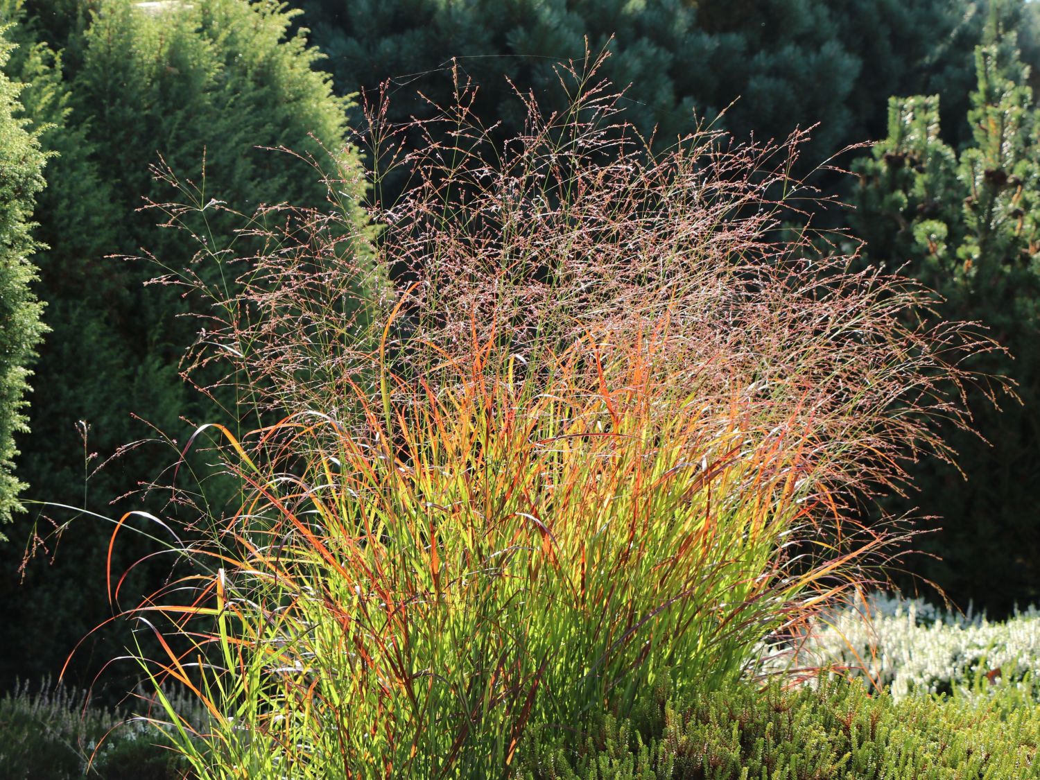 Rutenhirse 'Külsenmoor' - Panicum virgatum 'Külsenmoor'