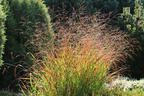 Rutenhirse 'Külsenmoor' - Panicum virgatum 'Külsenmoor'