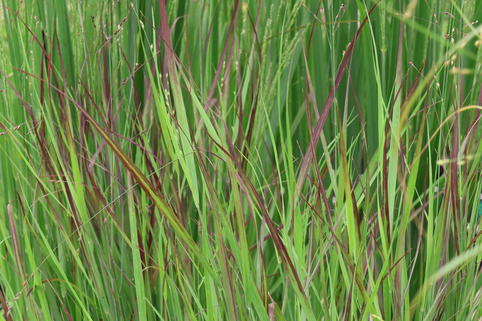 Rutenhirse 'Oxblood Autumn' - Panicum virgatum 'Oxblood Autumn'