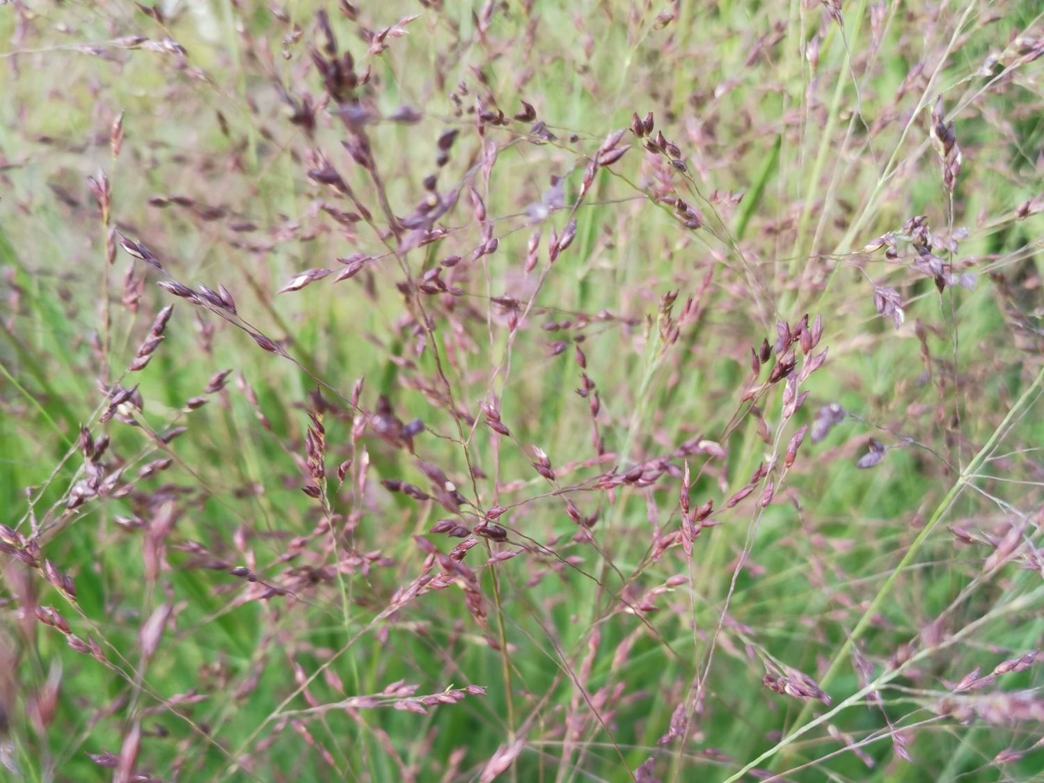 Rutenhirse 'Purple Tears'
