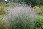 Rutenhirse 'Purple Tears' - Panicum virgatum 'Purple Tears'