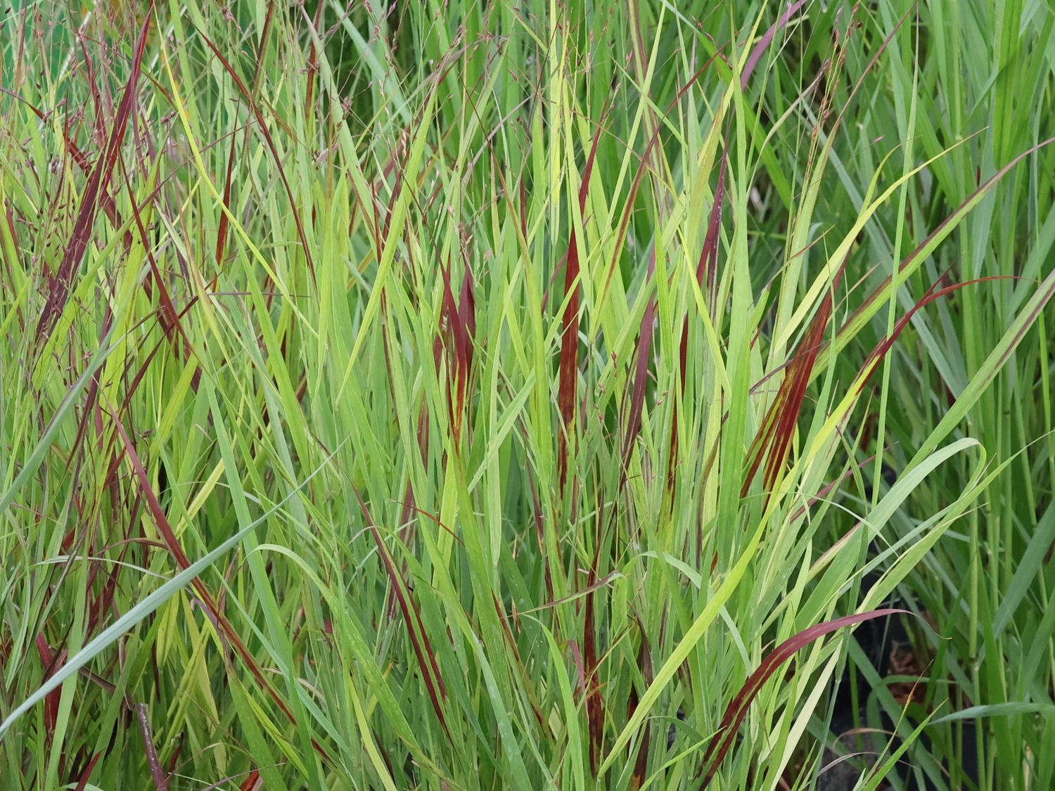 Rutenhirse 'Sangria'