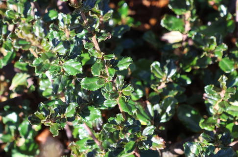 Säckelblume 'Blue Sapphire' - Ceanothus 'Blue Sapphire'