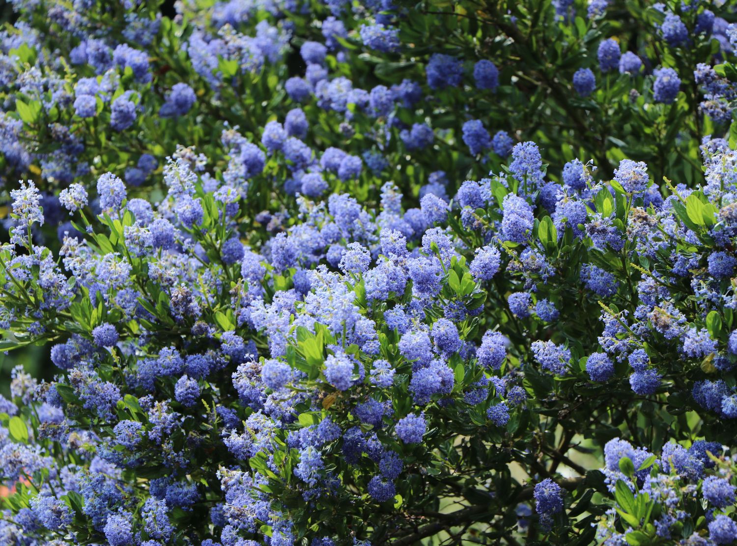 Säckelblume 'Concha'