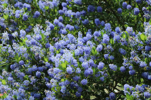 Säckelblume 'Concha' - Ceanothus 'Concha'
