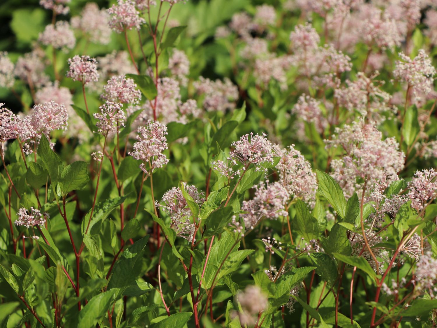 Säckelblume 'Marie Rose'