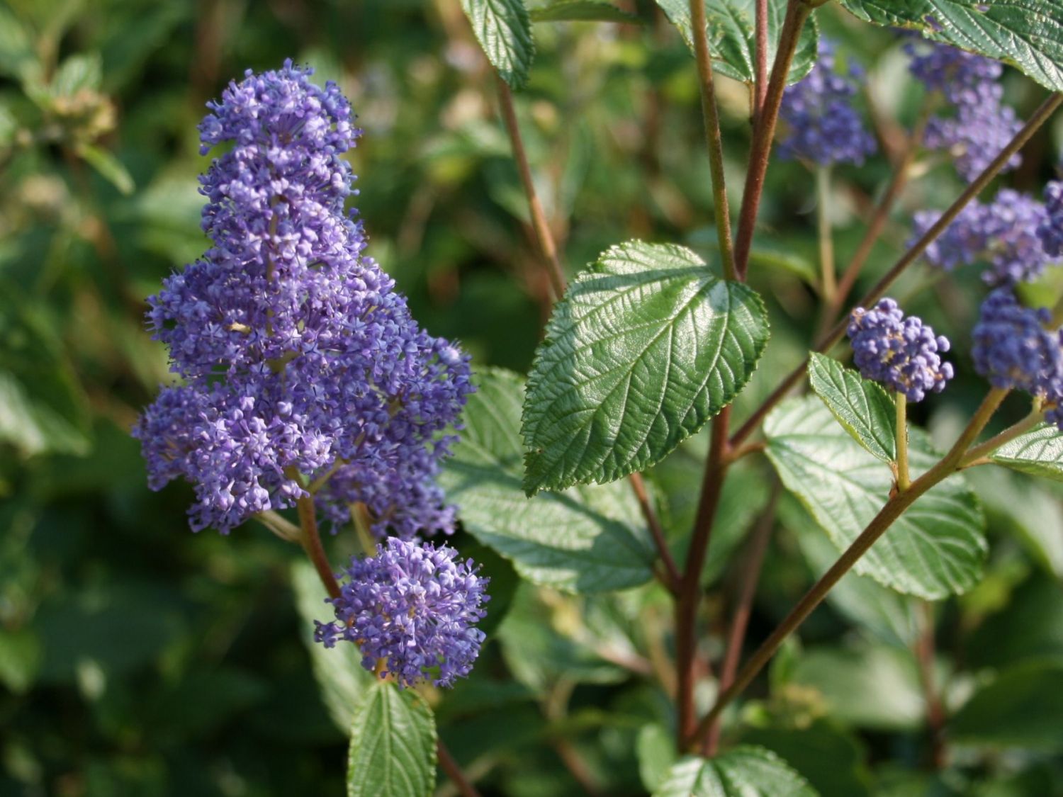 Säckelblume 'Topaze' - Ceanothus delilianus 'Topaze'