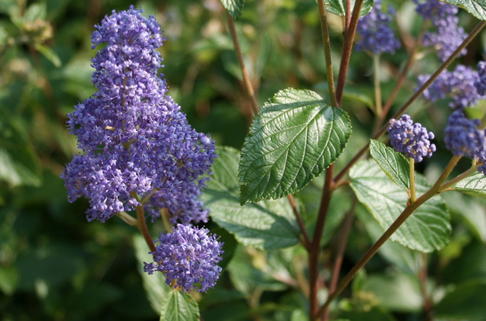 Säckelblume 'Topaze' - Ceanothus delilianus 'Topaze'