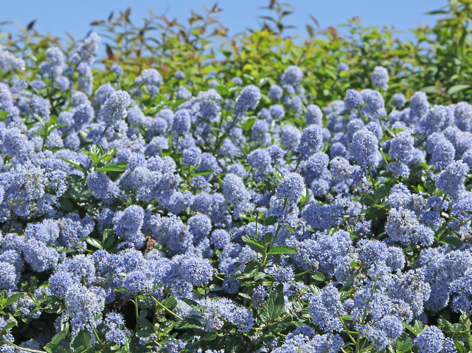 Säckelblume 'Yankee Point'