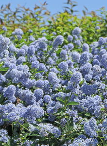 Säckelblume 'Yankee Point'